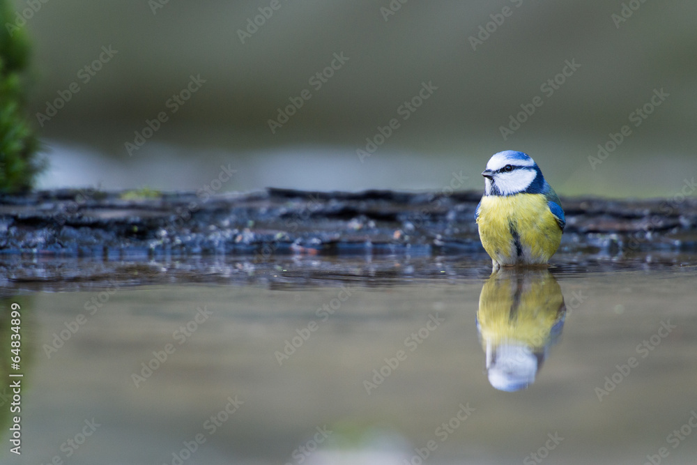 Fototapeta premium Eurasian Blue Tit