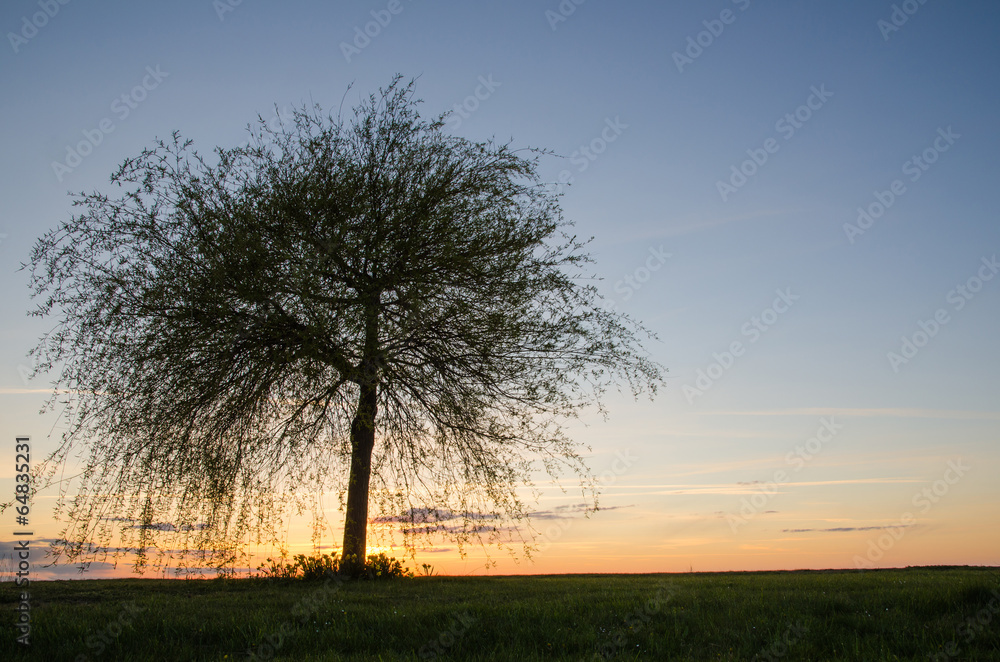 Lone tree at sunset