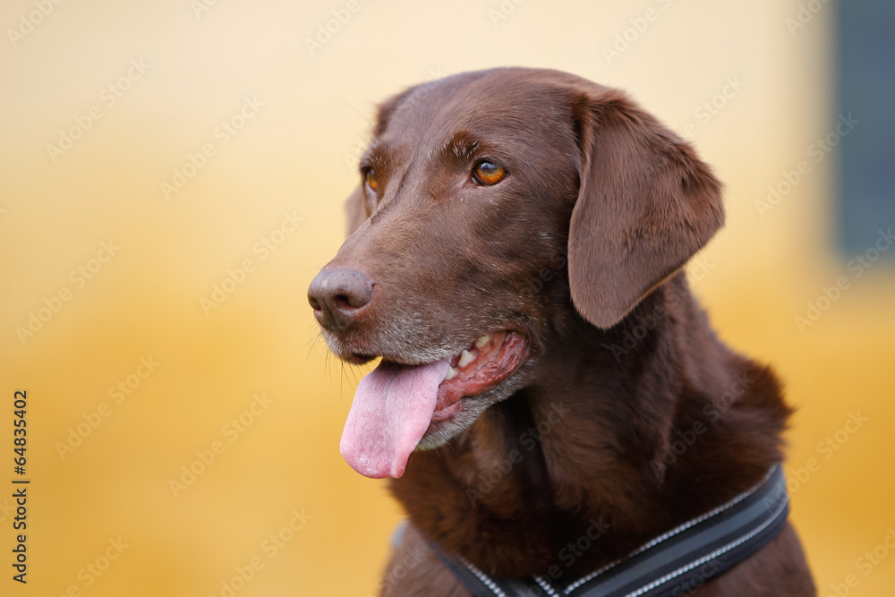 Fototapeta premium Brown labrador retriever