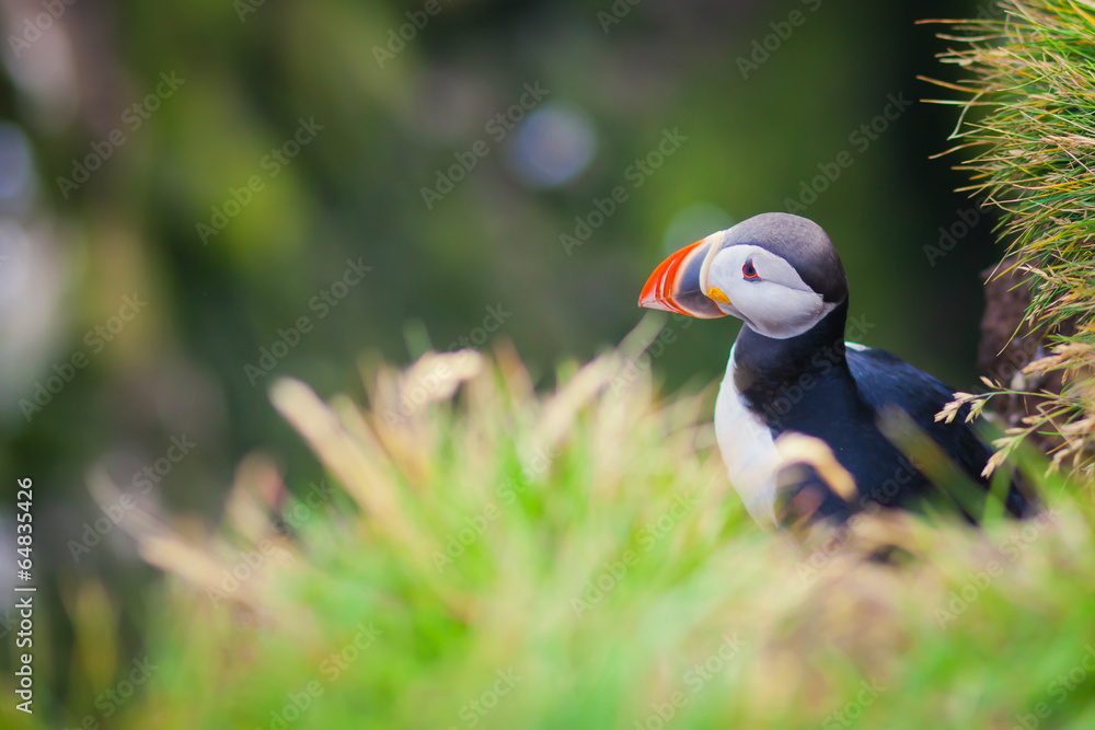 Obraz premium Atlantic Puffin on Latrabjarg Cape, Vestfirdir, Iceland.
