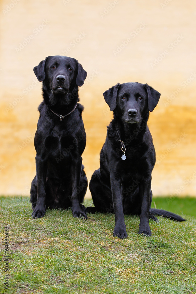 Black labradors