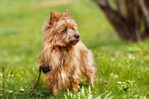 Obraz na płótnie Australian Terrier