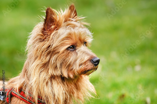 фотографія Australian Terrier