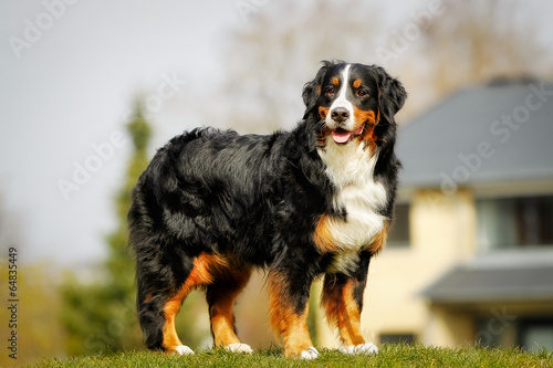 Quadro em tela Bernese mountain dog