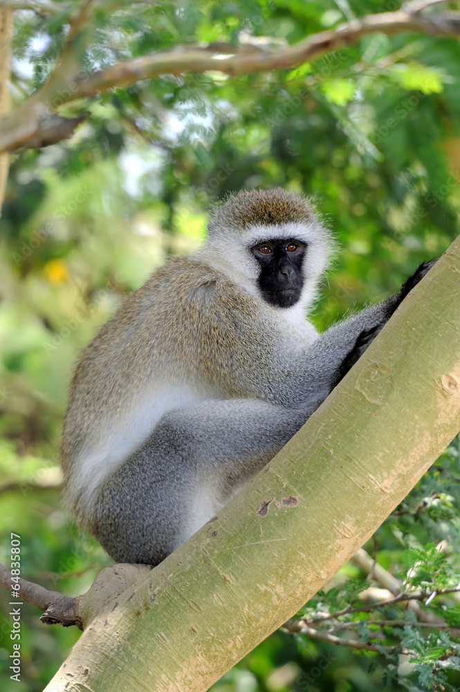 Fototapeta premium Vervet monkey