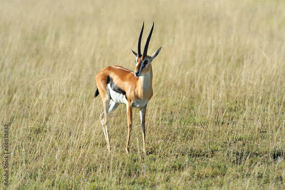 Thomson's gazelle Thomson's gazelle