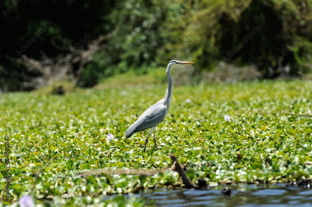 Fototapeta premium Heron
