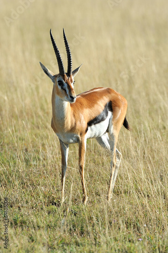 Thomson s gazelle