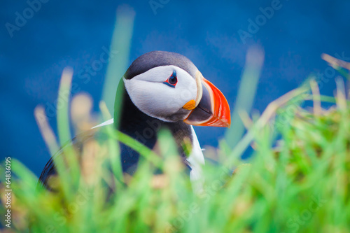 Fotografie Atlantic Puffin on Latrabjarg Cape, Vestfirdir, Iceland.