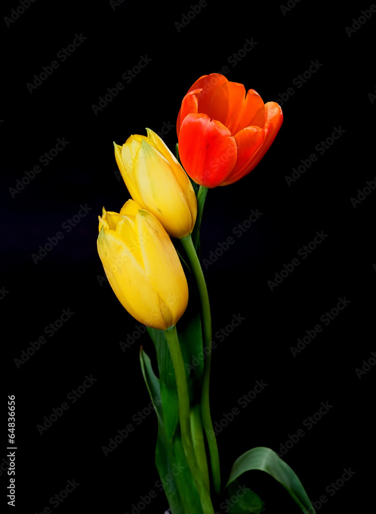 Fototapeta premium Yellow and Orange Tulips