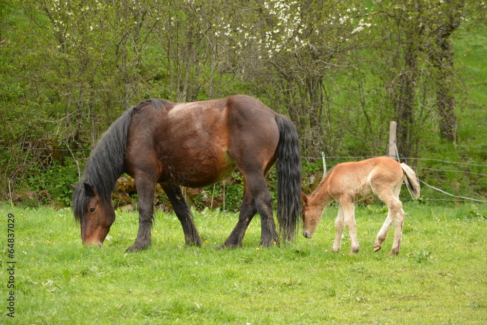 caballo y cria en un prado de hierba verde en primavera