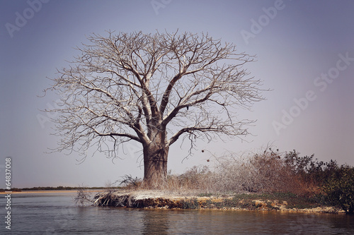 Parc national du delta du Sine Saloum (Sénégal) photo