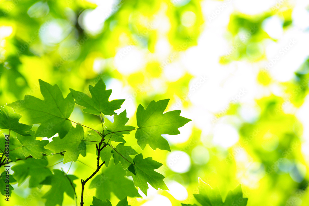 green leaves green leaves
