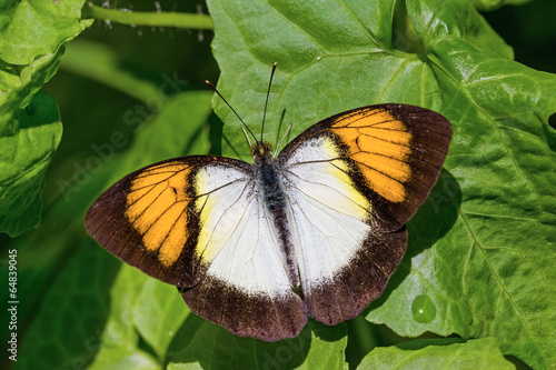 Yellow orange tip butterfly