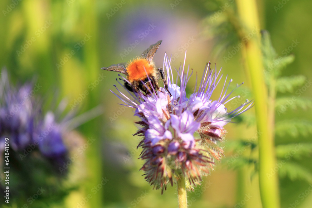 Wiesenhummel auf Nektarsuche, Bombus pratorum Wiesenhummel auf Nektarsuche, Bombus pratorum