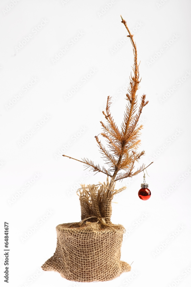 Fototapeta premium Dead Christmas tree