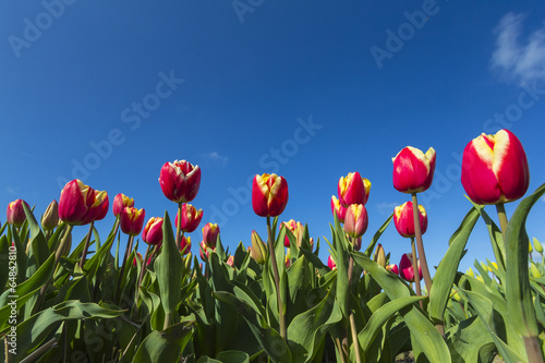 Red yellow tulips close-up against a blue sky
