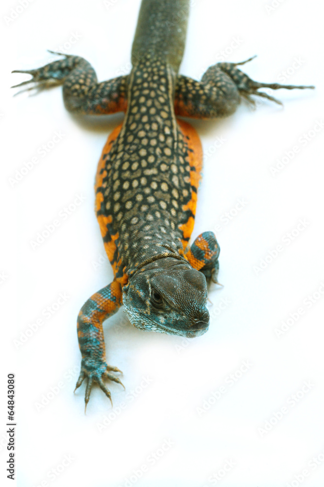 Obraz premium Butterfly Agama Lizard isolated