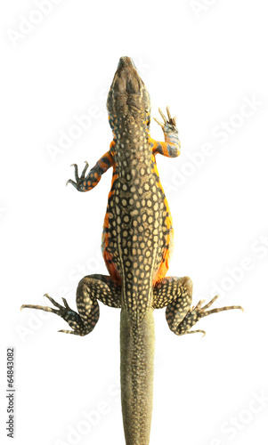 Butterfly Agama Lizard isolated