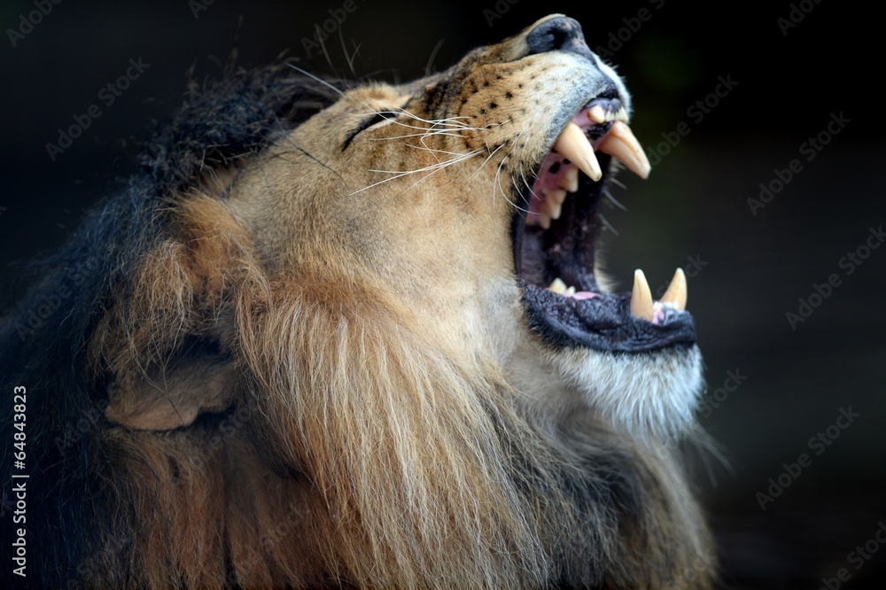 Fototapeta premium African Lion