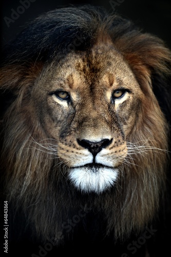 African Lion © Kitch Bain