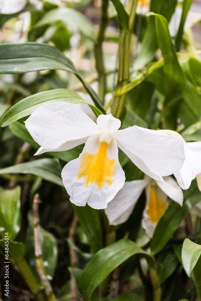 Fototapeta premium White orchid with leaves on tree, Dendrobium formosum.