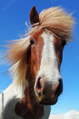 Fototapeta Naklejka Na Ścianę i Meble -  Horse head in Iceland