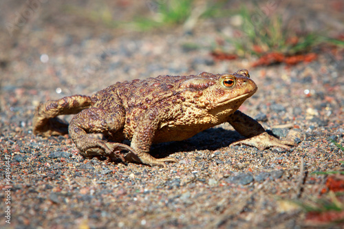 spring brown frog