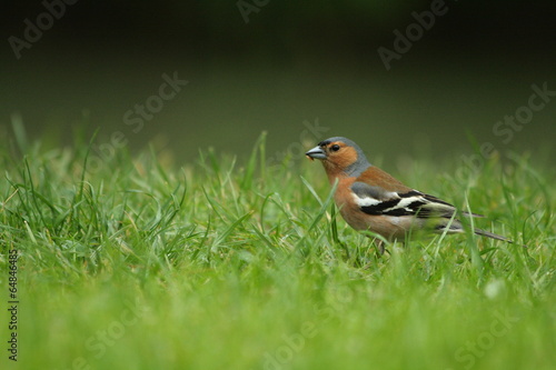 Pinson des arbres (Fringilla coelebs) 