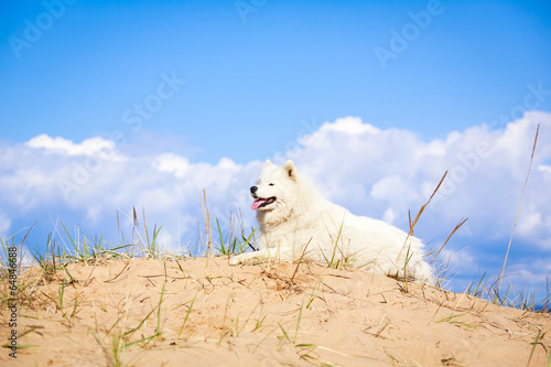 Samoyed dog photo