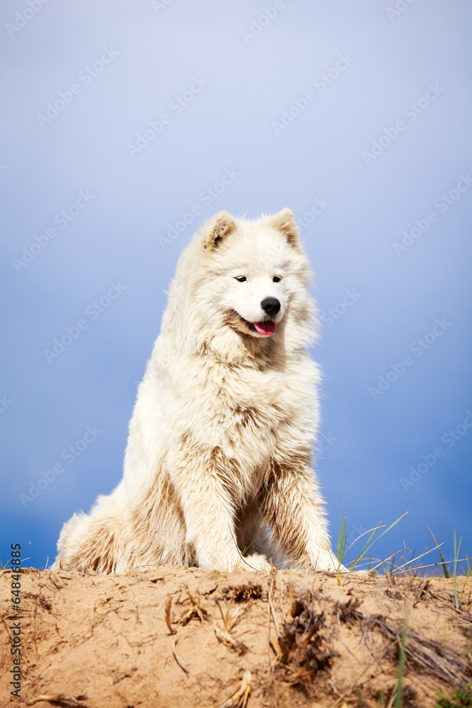 Obraz premium Samoyed dog