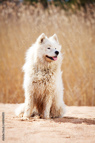 Samoyed dog photo