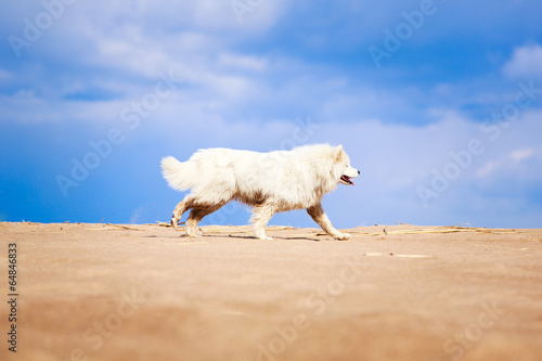 Samoyed dog photo