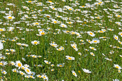 Margeriten - Leucanthemum photo