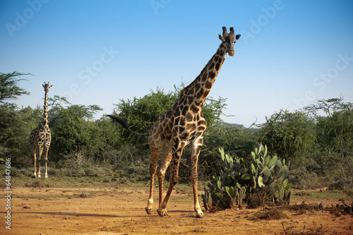 Giraffes