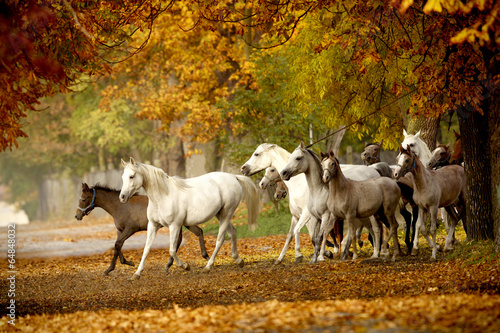 herd of horses on a rural road in autumn #64848032