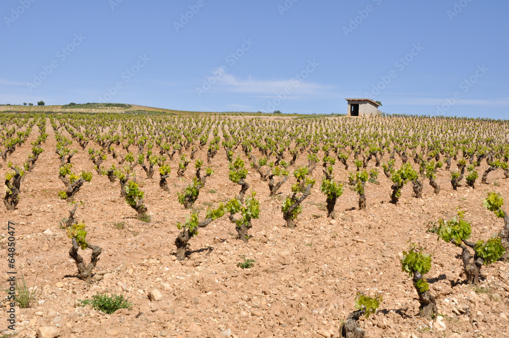 Viñedo en La Rioja (España)