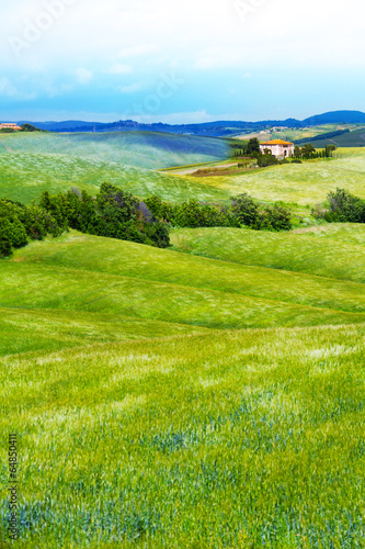 Canvas Print Flower filed in Tuscany landscape, Italy