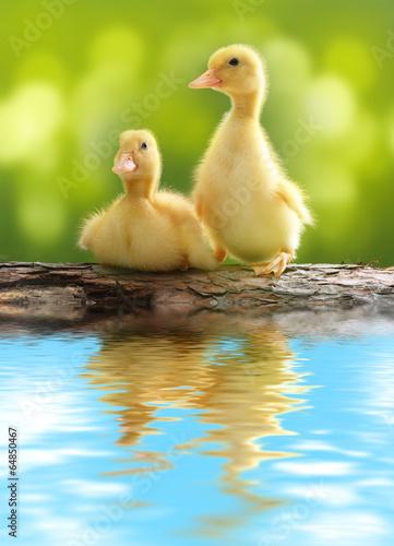 Bilde på lerret Cute little duckling