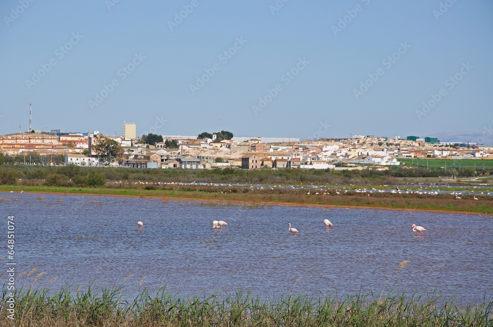 Flamingos on lake, Fuente del Piedra, Spain.
