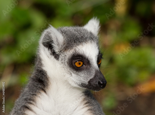 Ring-tailed lemur (Lemur catta) portrait © ijdema