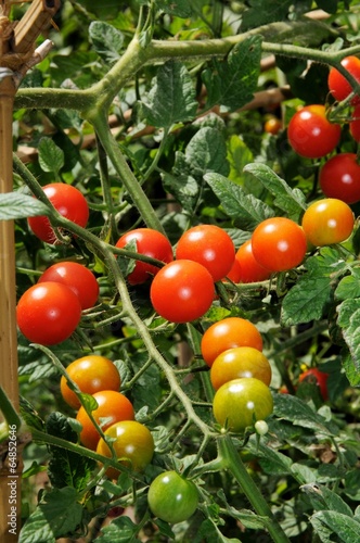 Sweet Million cherry tomato plant © Arena Photo UK