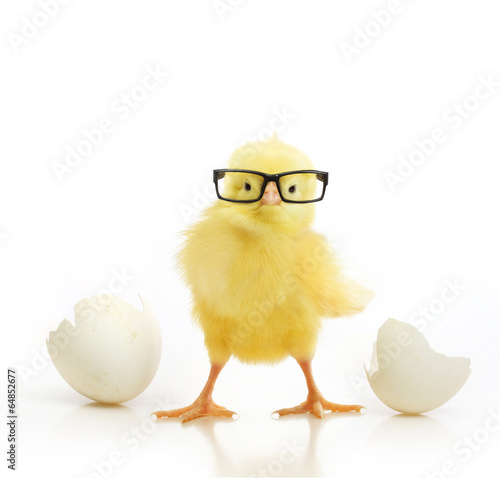 Cute little chicken coming out of a white egg
