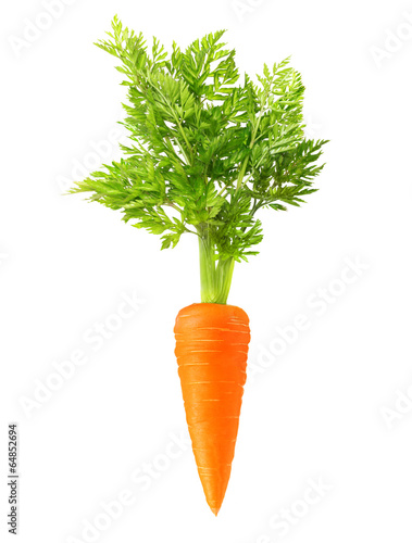 Carrot isolated