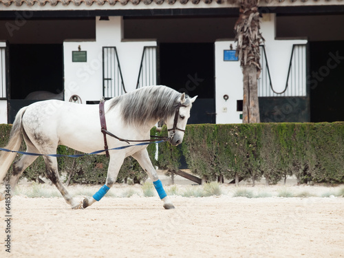 Longeing white horse. Andalisia, Spain