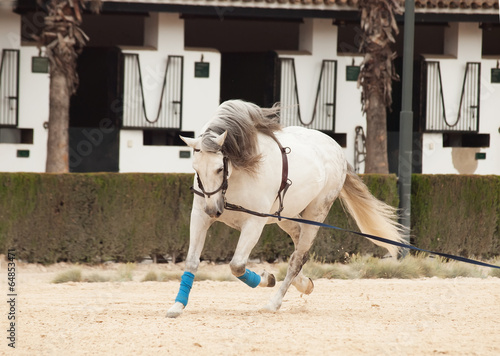 Training white horse on longe. Andalisia, Spain