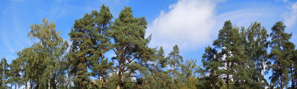 Fototapeta premium Panorama of tree tops