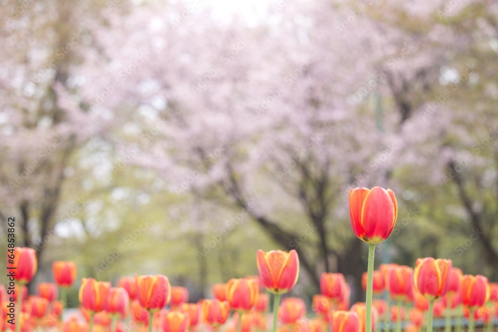 Obraz premium 常磐公園のチューリップと桜揃い咲き