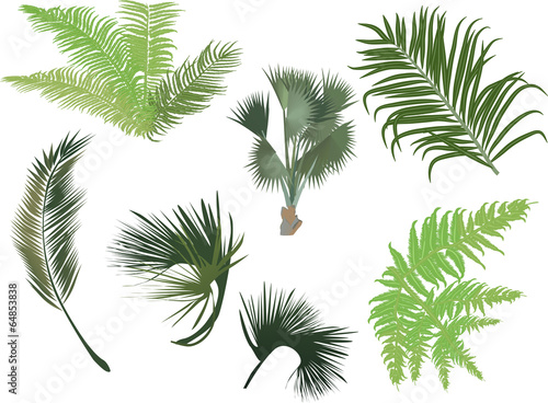 green palm and fern leaves isolated on white