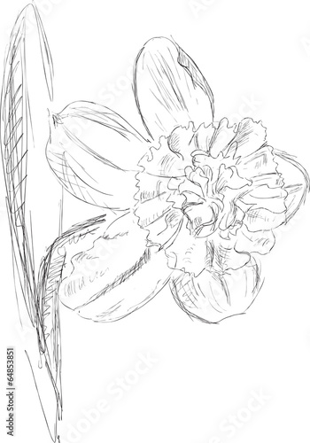 narcissus flower sketche isolated on white